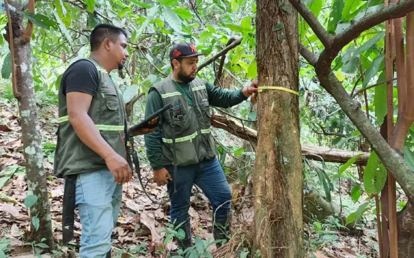 Inventario forestal