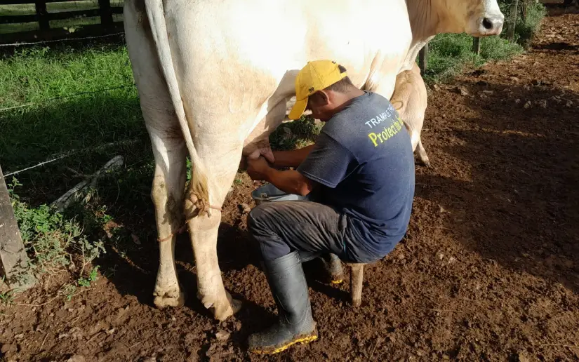 Producción lechera alcanza 29.9 millones de galones en enero 2026