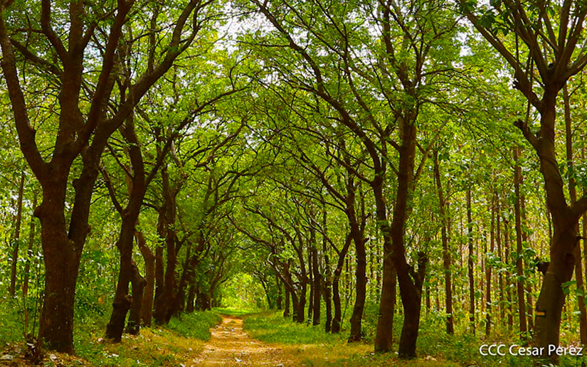 Asamblea Nacional destaca compromiso ambiental de Nicaragua