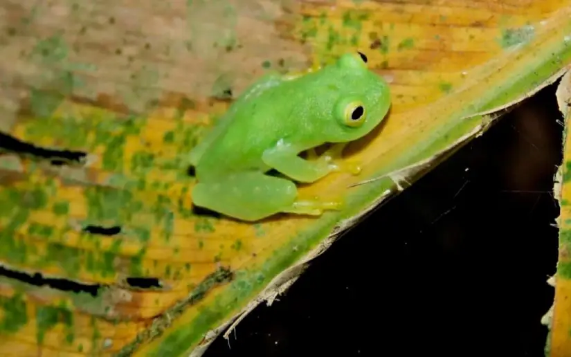 Liberación de fauna en el Caribe