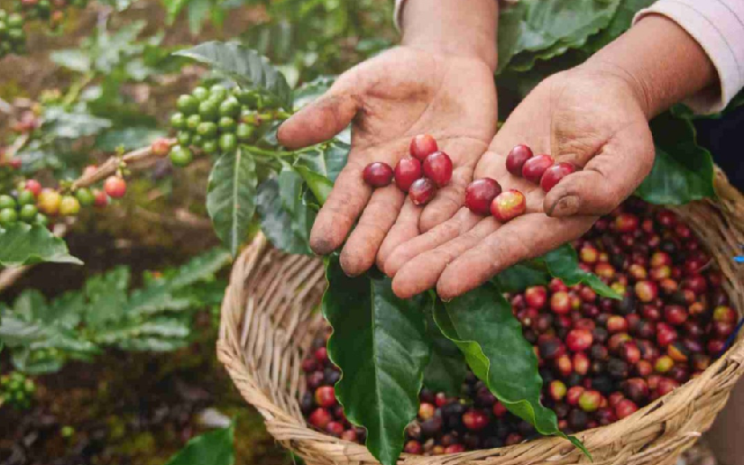 Nicaragua impulsa su café premium y conquista nuevos mercados globales con el Marago