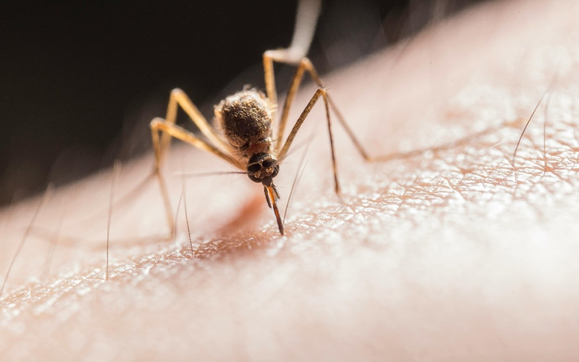 Menos enfermos de malaria y leptospirosis