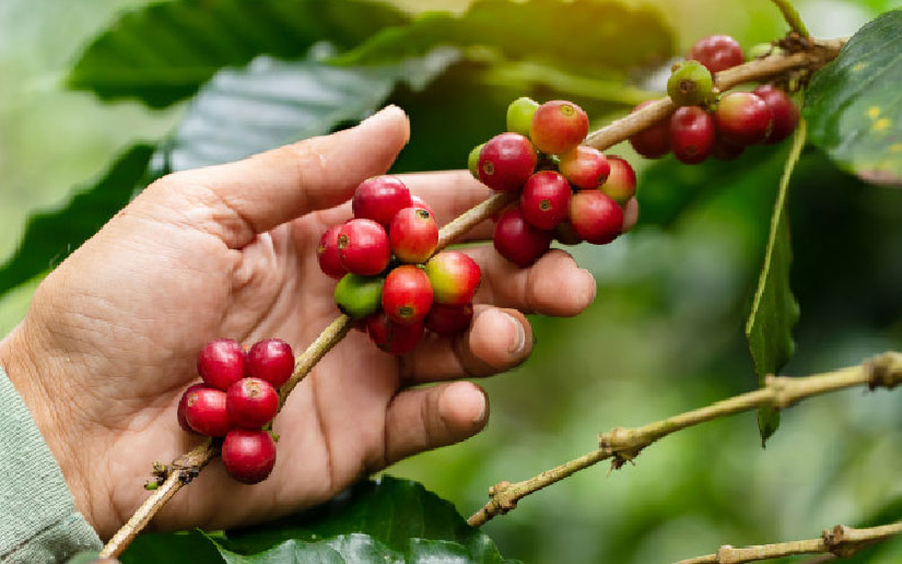 Café nicaragüense se expande a 55 países y crece en mercados asiáticos