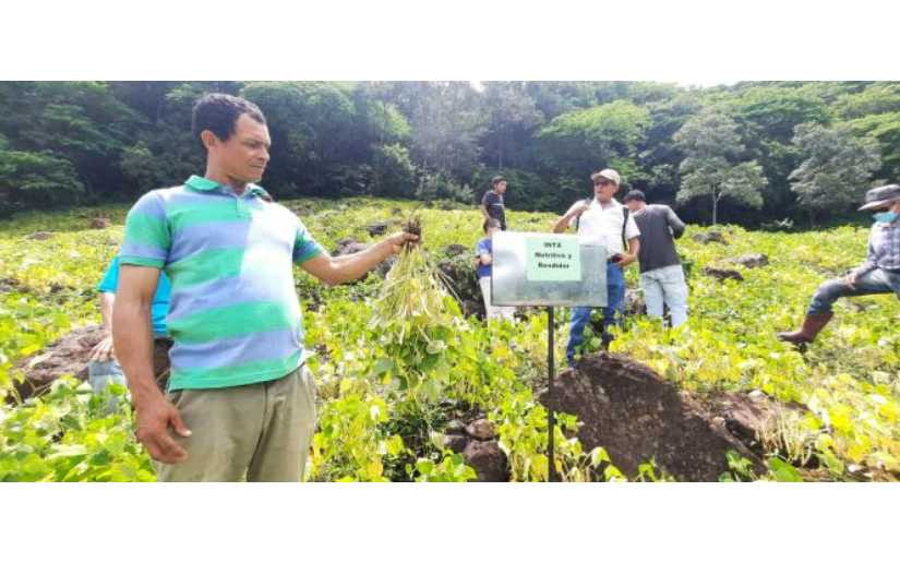 INTA presenta nueva variedad de frijol