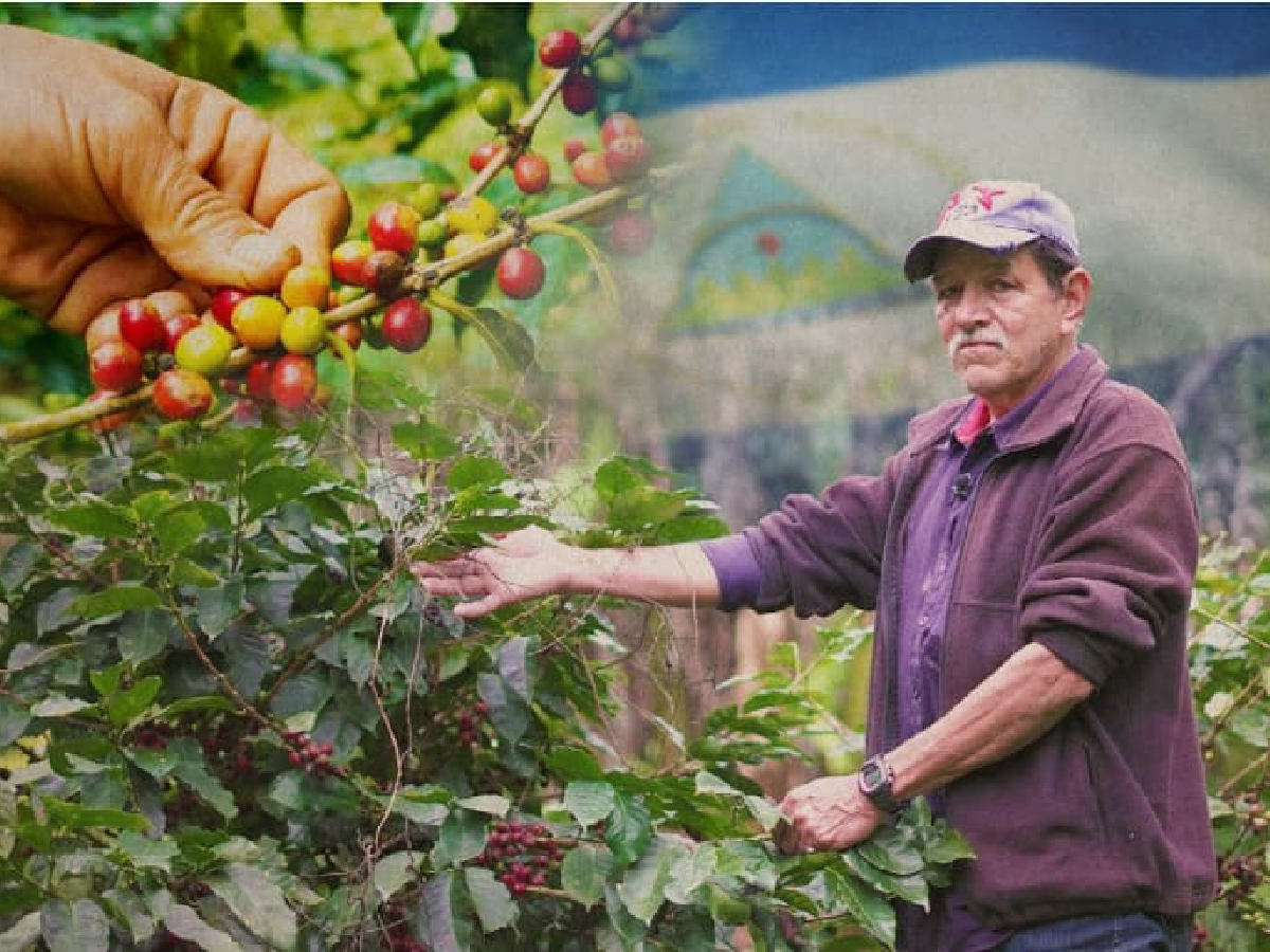 Plan de Seguridad de la Cosecha Cafetalera se lanzará en Apanás, Jinotega