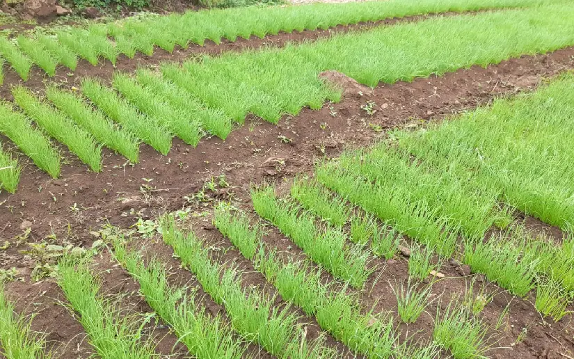 MAG proyecta siembra de 30.700 manzanas de arroz para el ciclo productivo 2026-2027