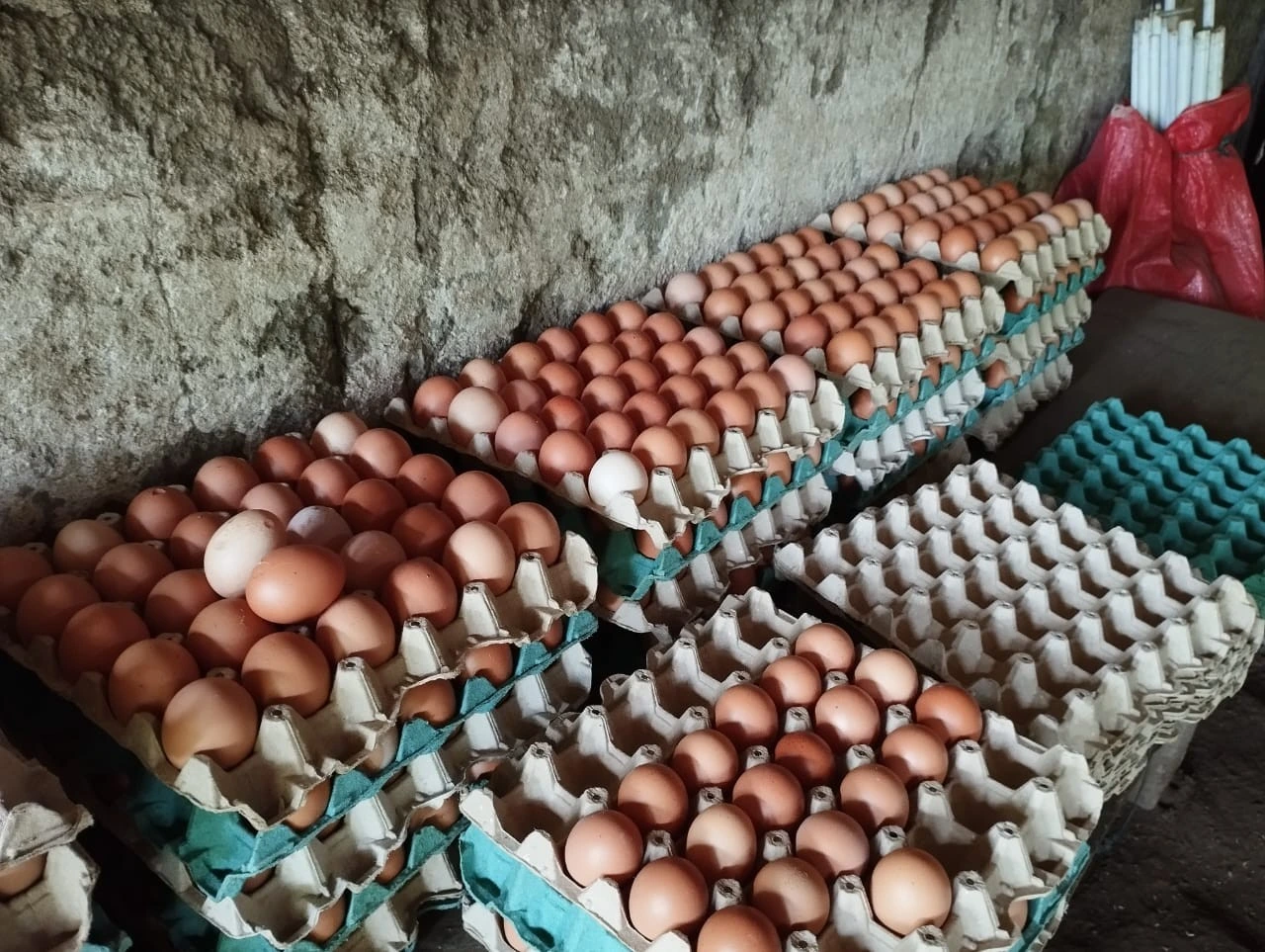Producción nacional de huevo alcanza 3.2 millones de cajillas en enero 2026