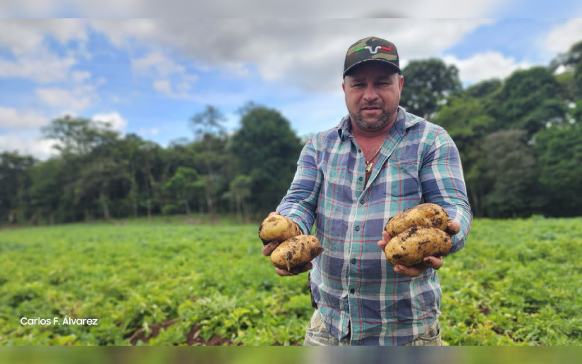 Productores de Estelí con perspectivas positivas para la cosecha de primera