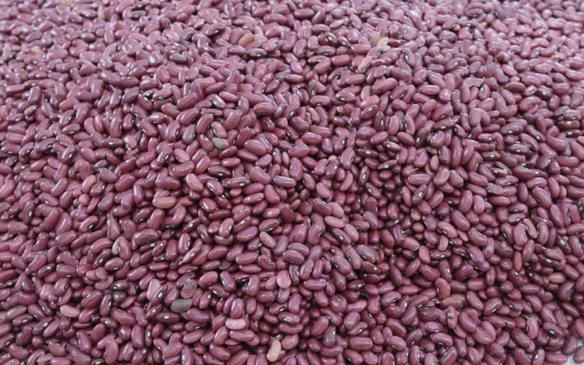 Fortalecemos producción de semilla de frijol rojo
