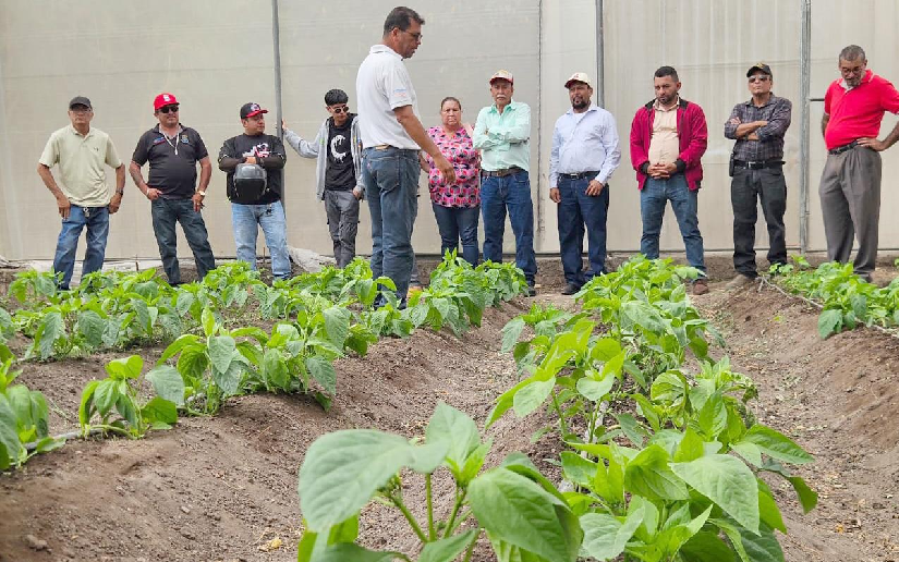 Innovación agropecuaria