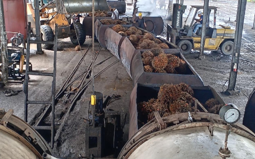 MAG proyecta 157.200 toneladas de aceite de palma en 2026