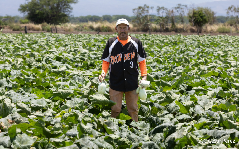 Buenas prácticas productivas en Sébaco fortalecen Seguridad Alimentaria en Nicaragua