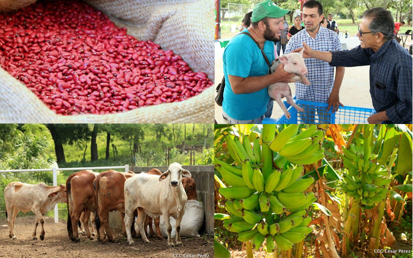 Sistema de Producción presentará informe del pasado ciclo productivo