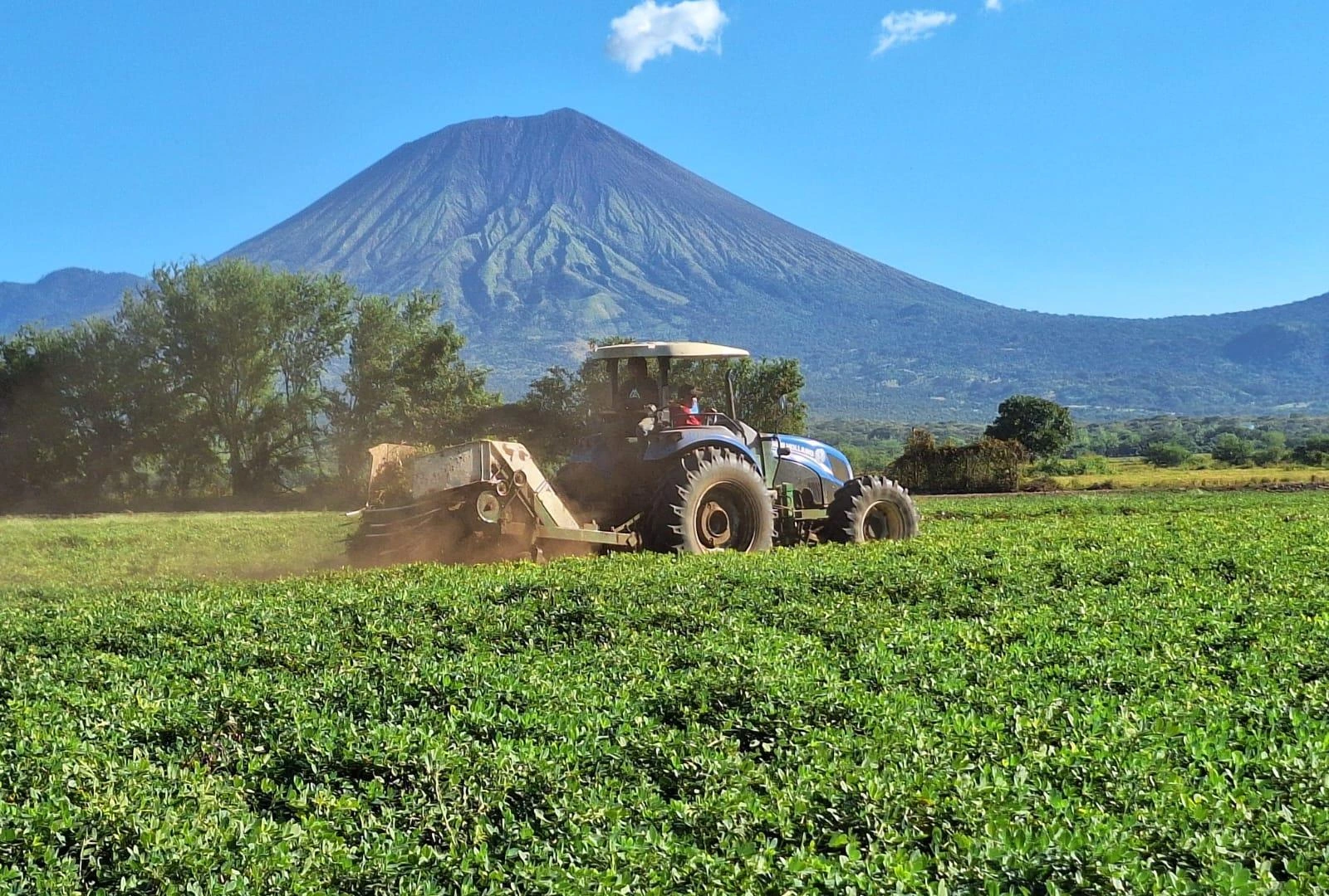 MAG reporta producción de 3.6 millones de quintales de maní en ciclo 2025-2026
