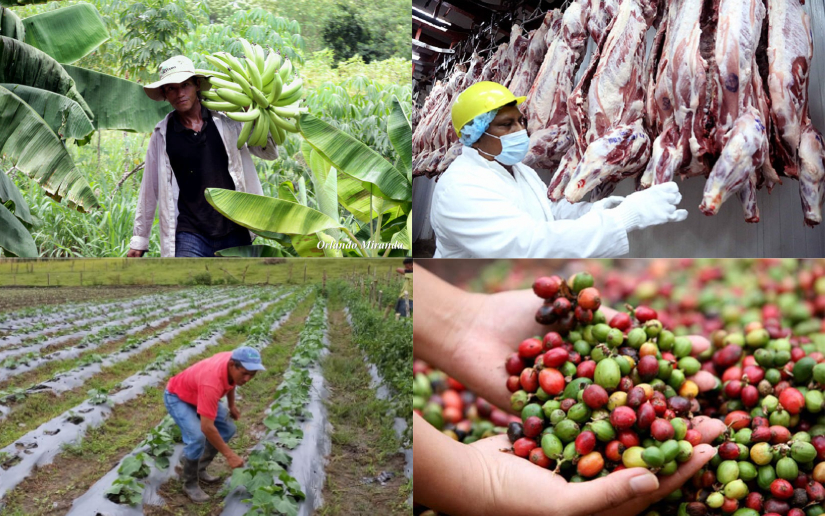 Nicaragua proyecta mayor producción agropecuaria pese a impacto climático de El Niño