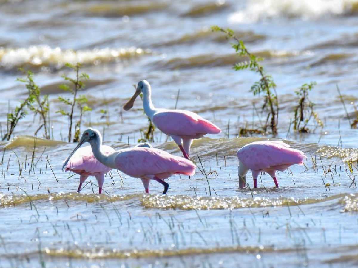 Avistamiento Nacional de Aves