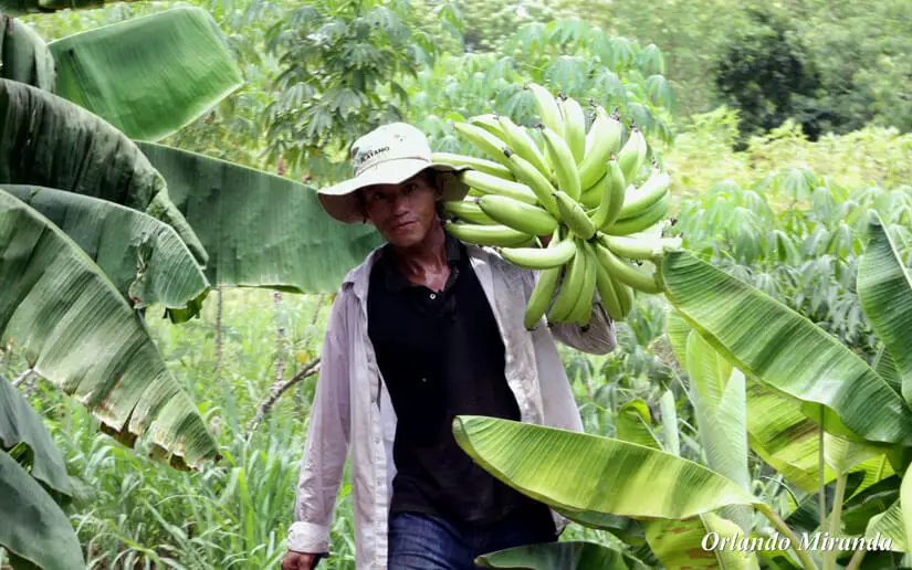 Rivas aporta el 40 % de la producción nacional de plátano y proyecta nuevas metas