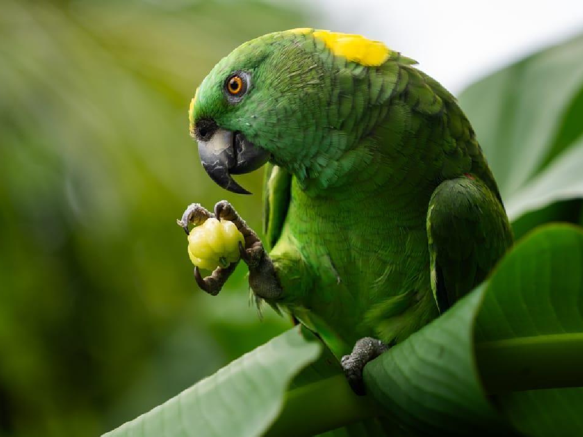 Ometepe Santuario de Aves